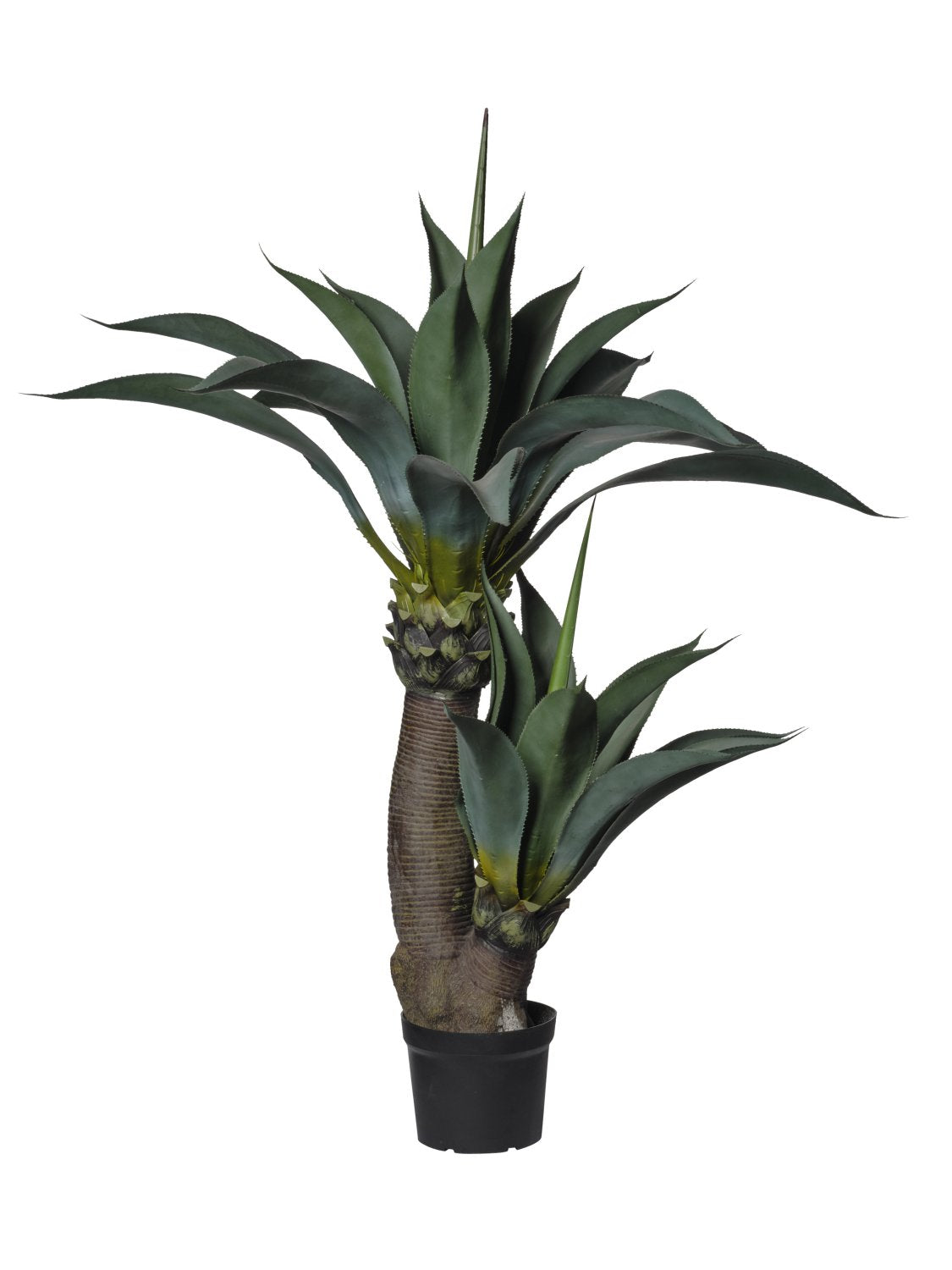 AGAVE