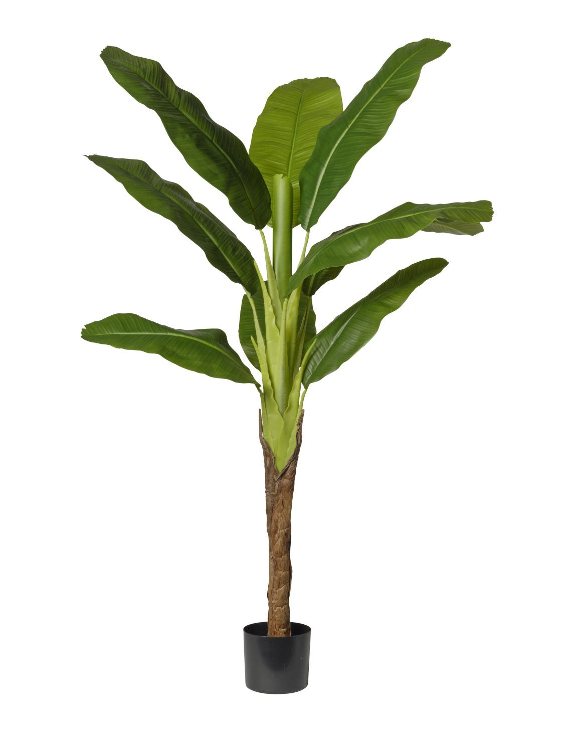 Pianta di Banano cm 160