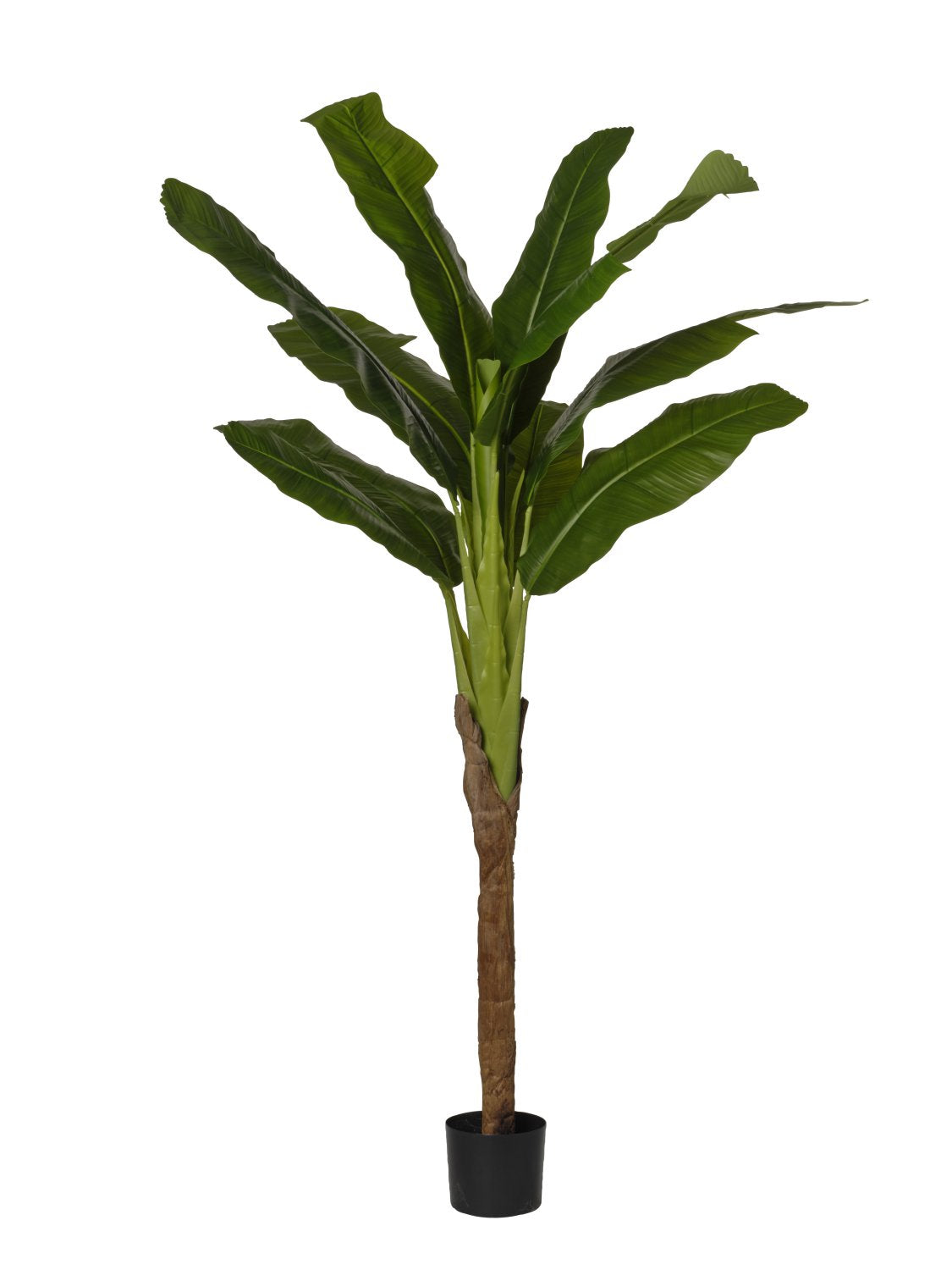 Pianta di Banano cm 180