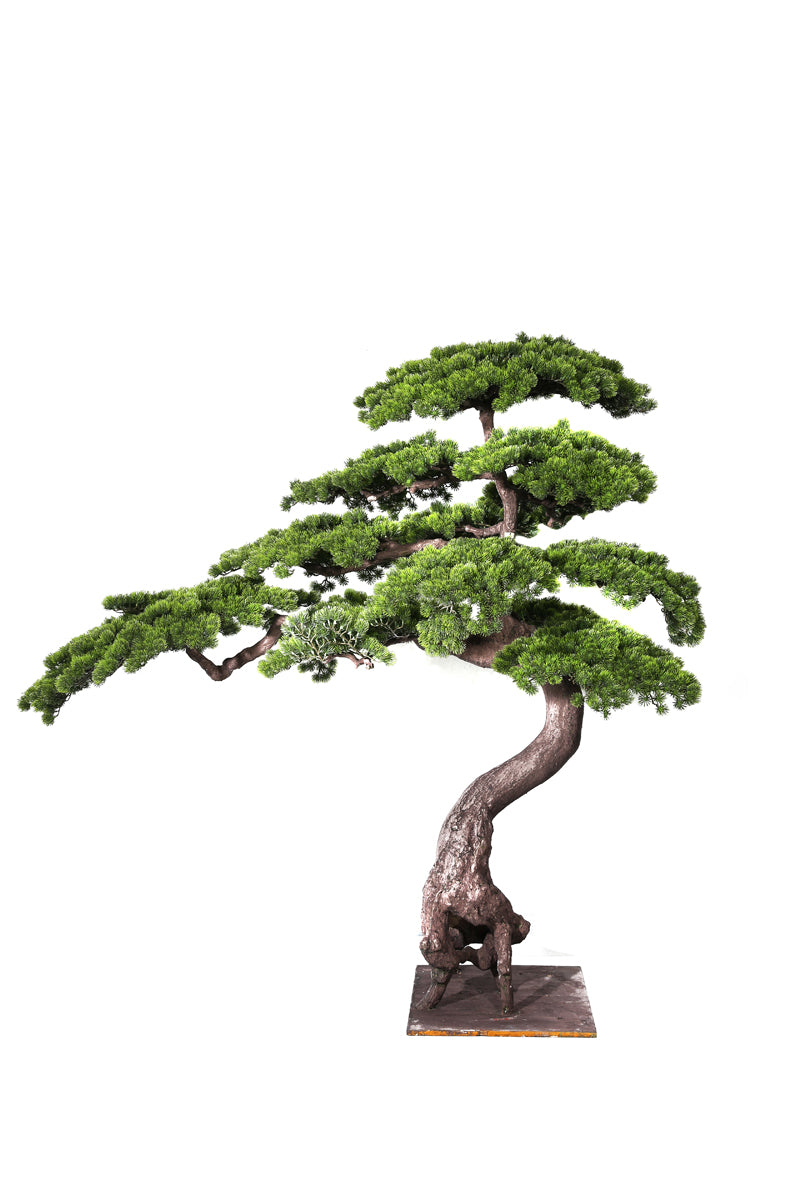 Bonsai Pino