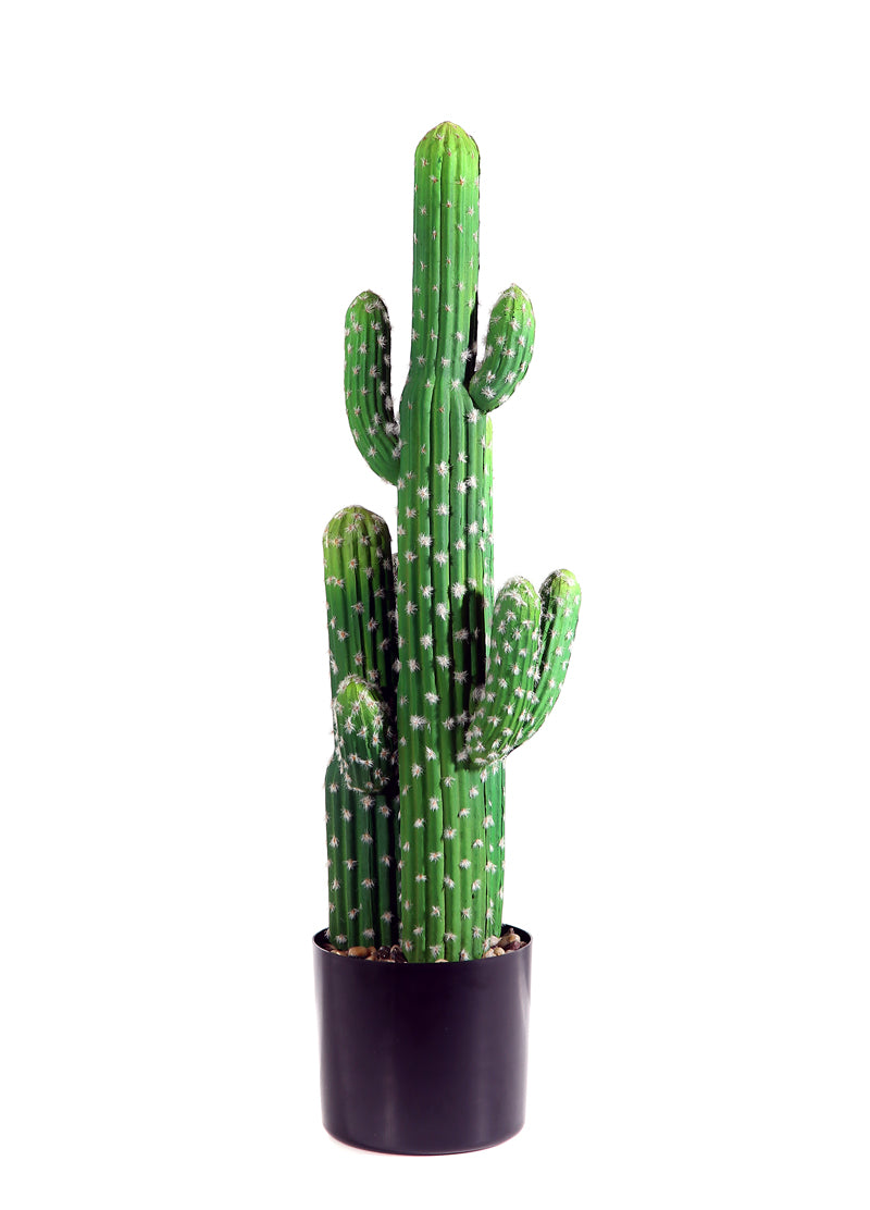 Cactus Messicano