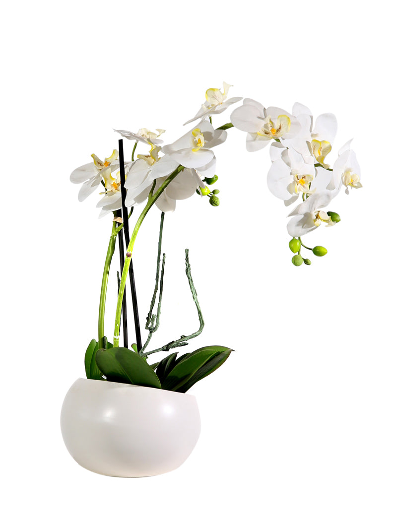 Phalaenopsis in vaso