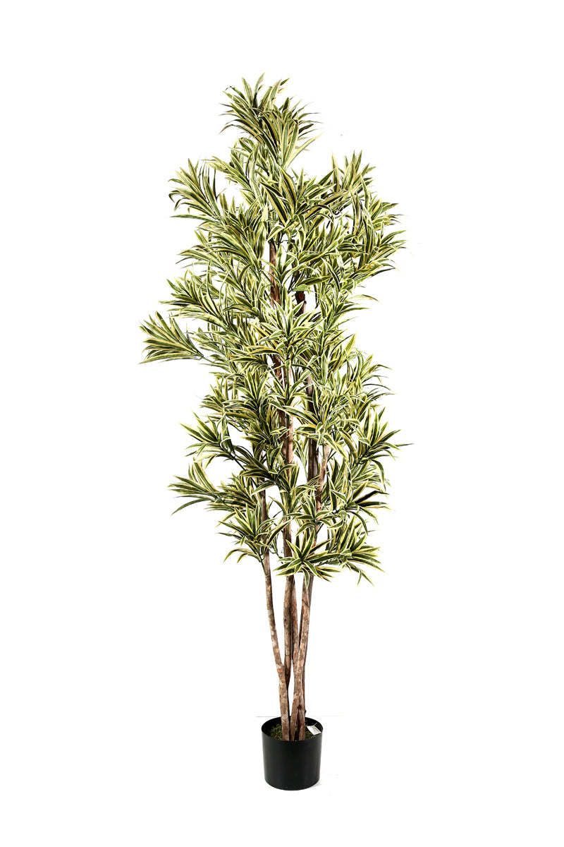 DRACENA REFLEX cm 150