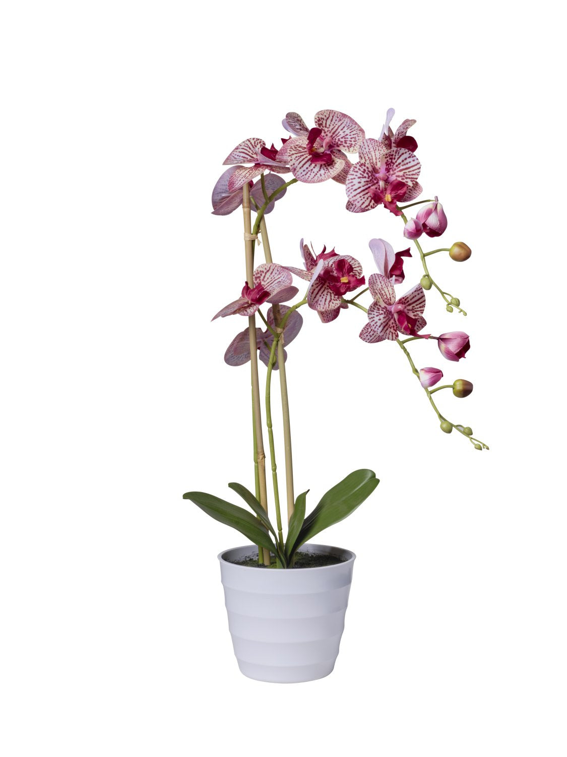 Phalaenopsis in Vaso cm 70