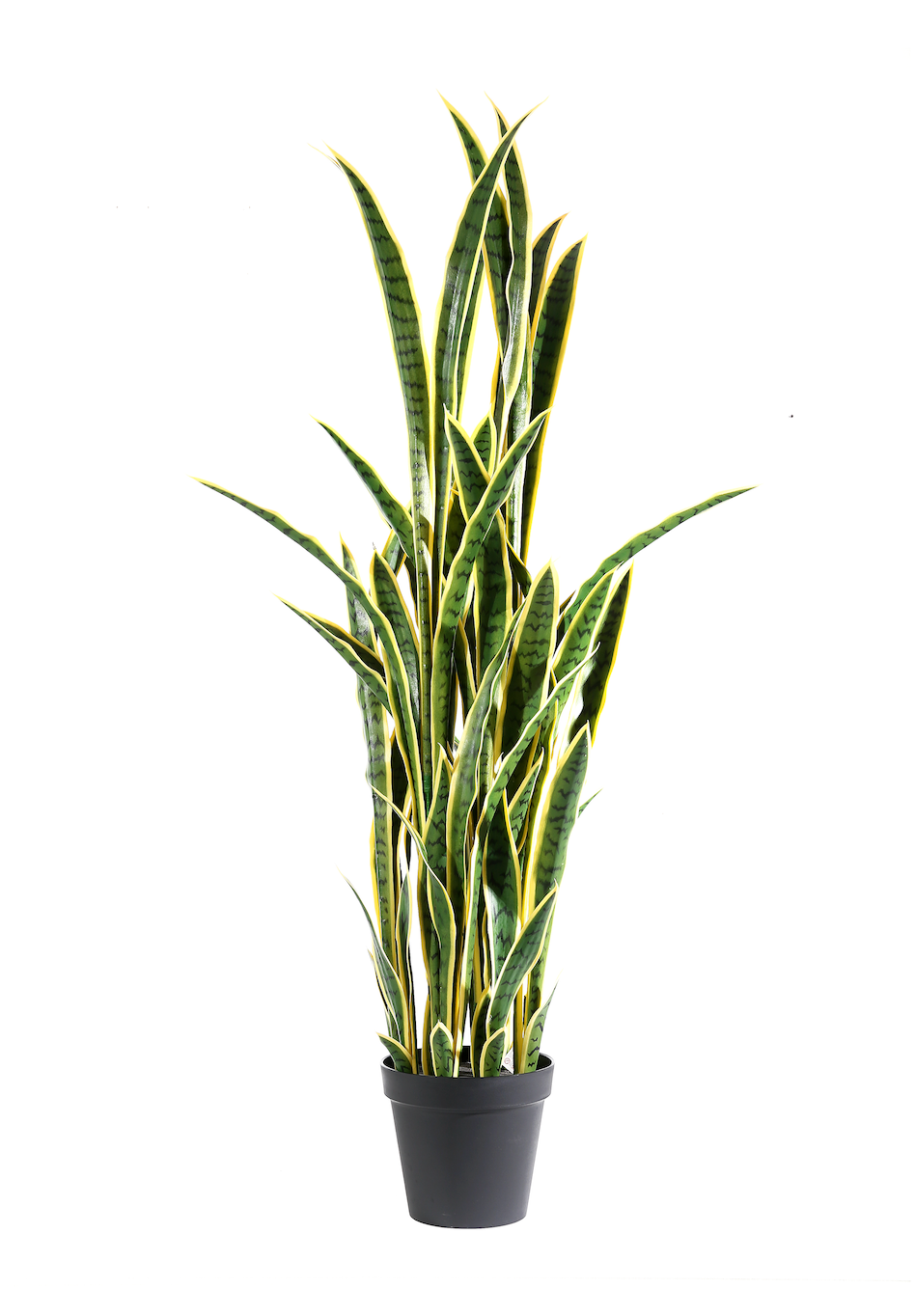 Pianta Sanseveria
