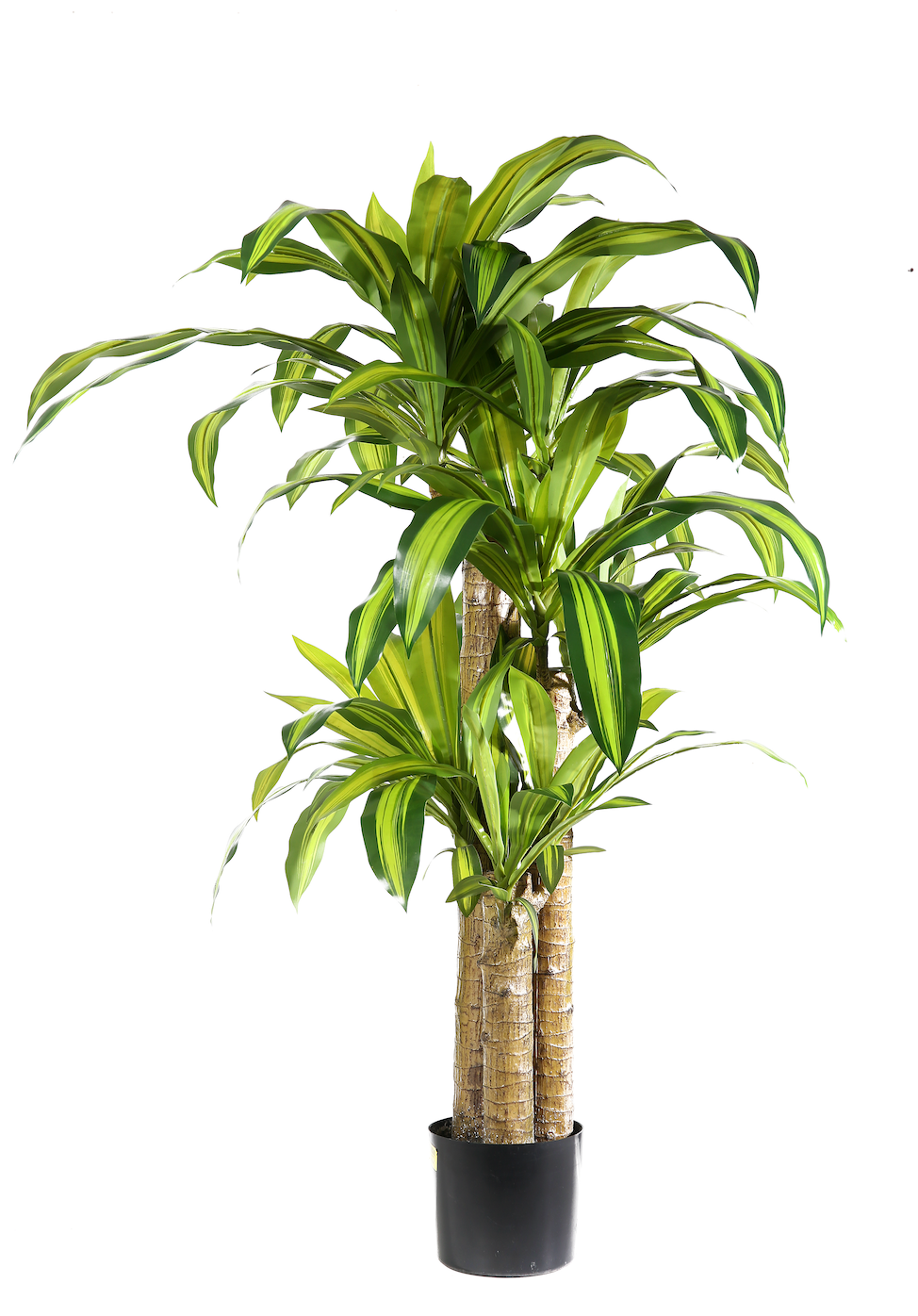 Pianta Dracena cm 100