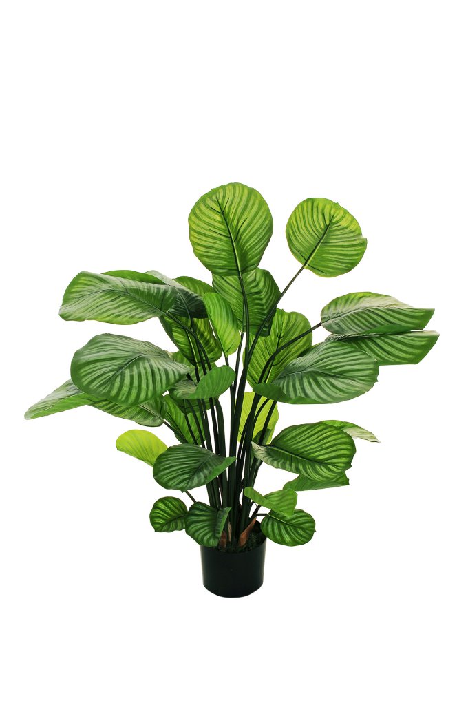 CALATHEA cm 90