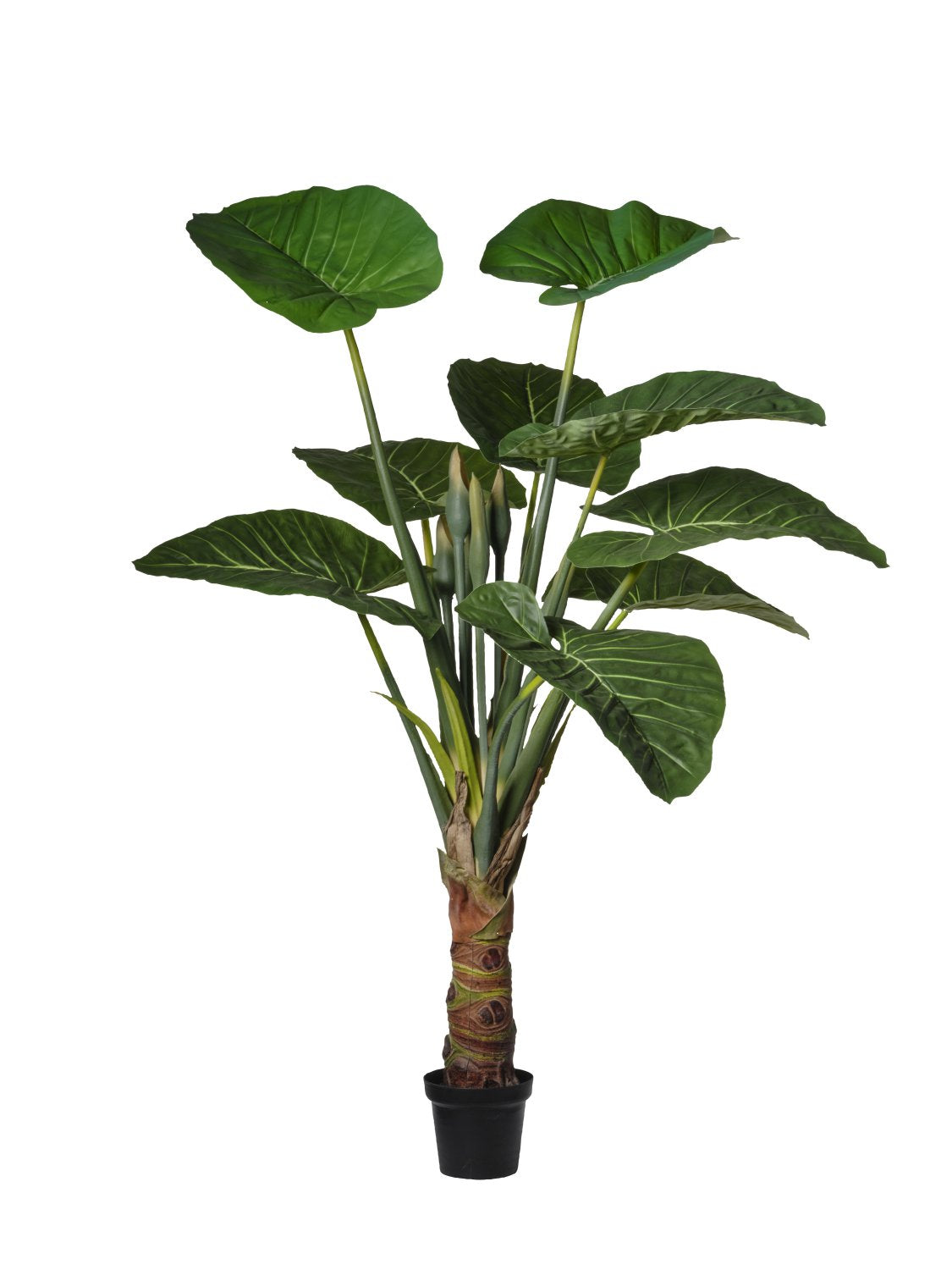 Pianta di Alocasia cm 180