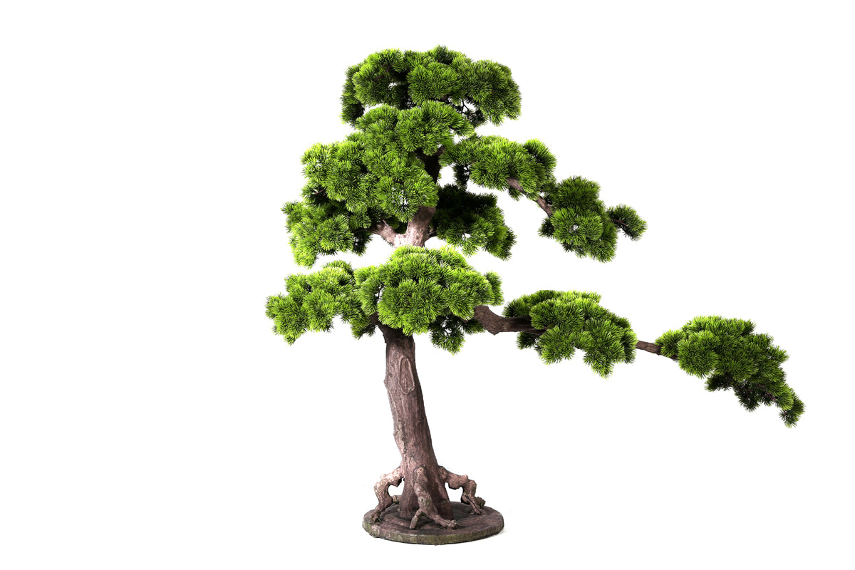 Bonsai Pino