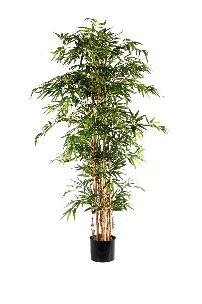 Pianta Bamboo