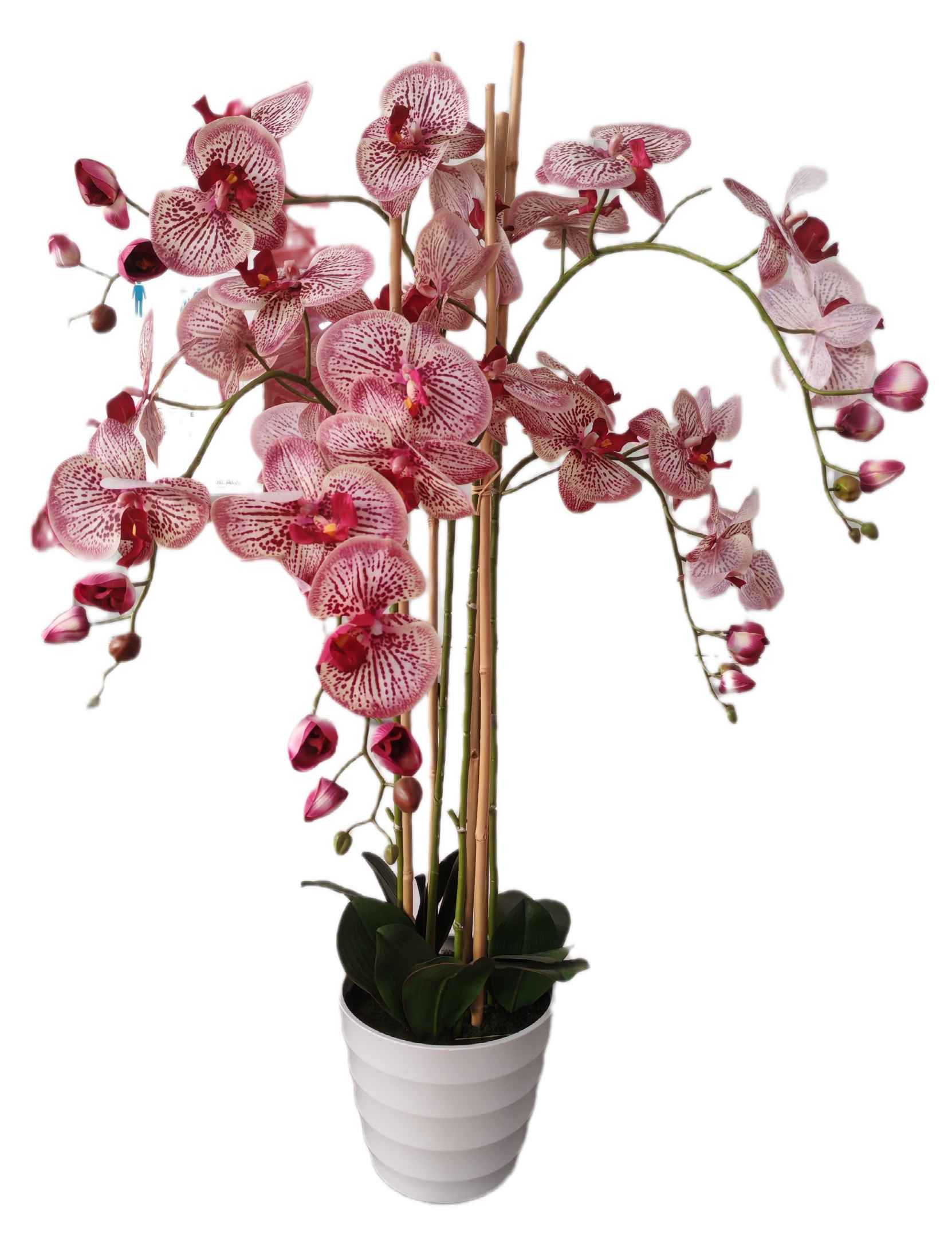 Phalaenopsis in Vaso cm 100