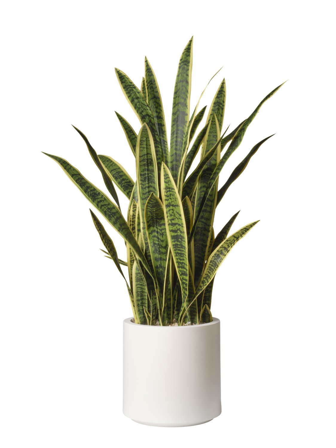 Pianta di Sansevieria in Vaso