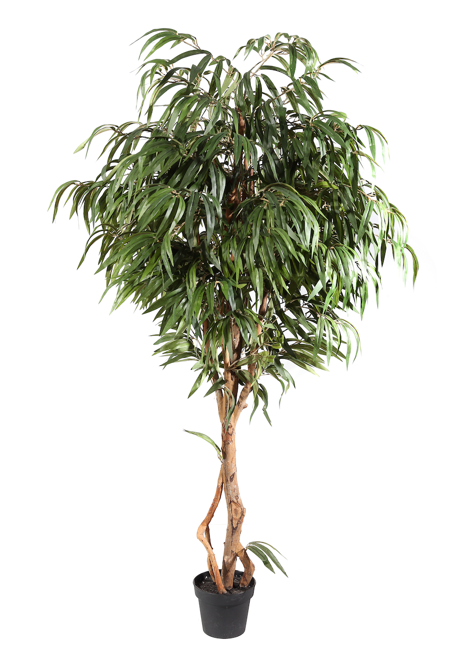 Ficus Piangente