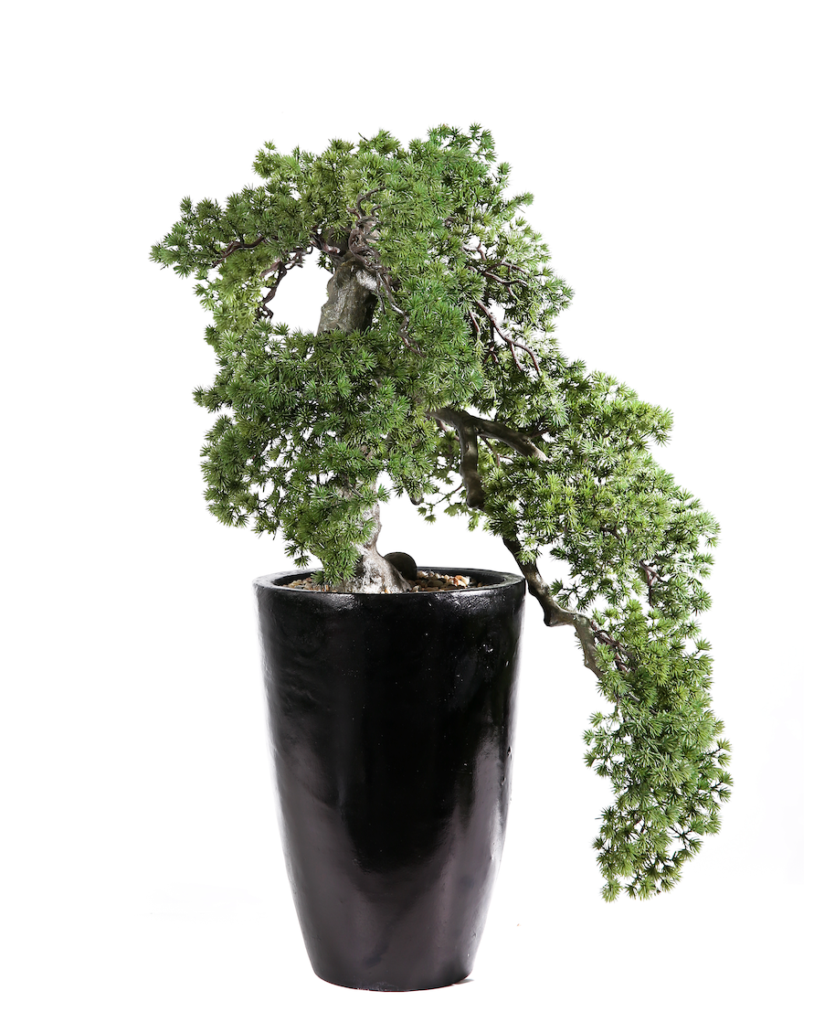Bonsai Larice in vaso