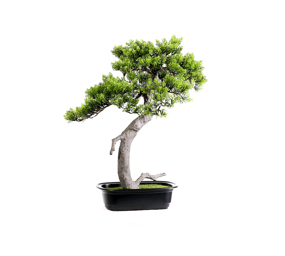 Bonsai Pino