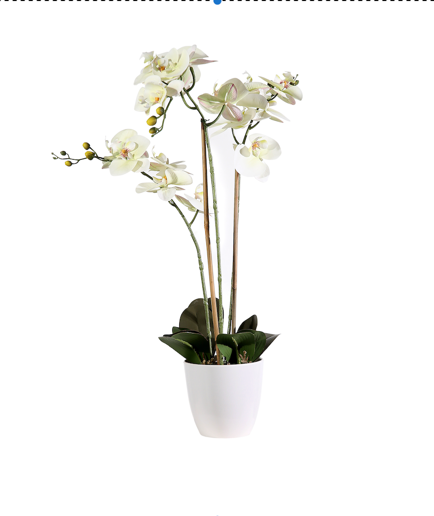 Pianta Phalaenopsis in vaso