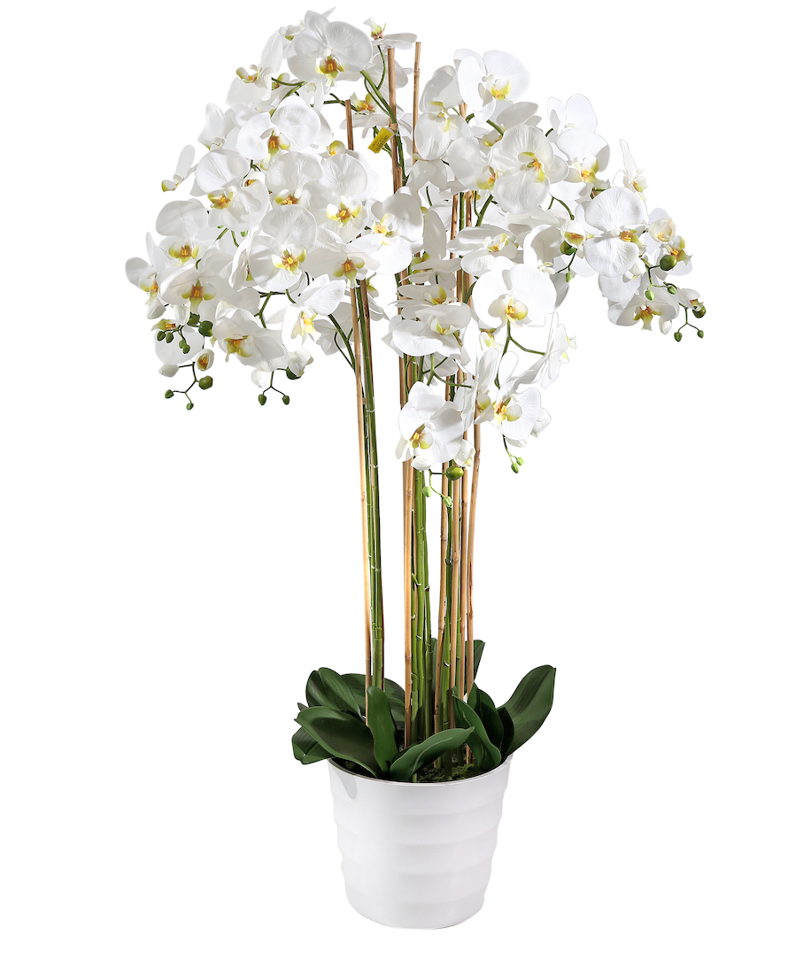 Pianta Phalaenopsis in vaso