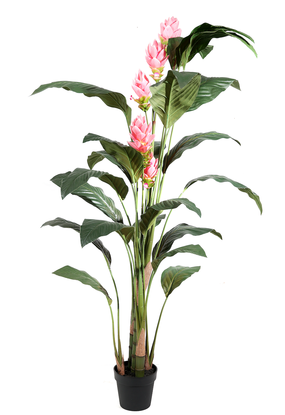 Pianta Protea