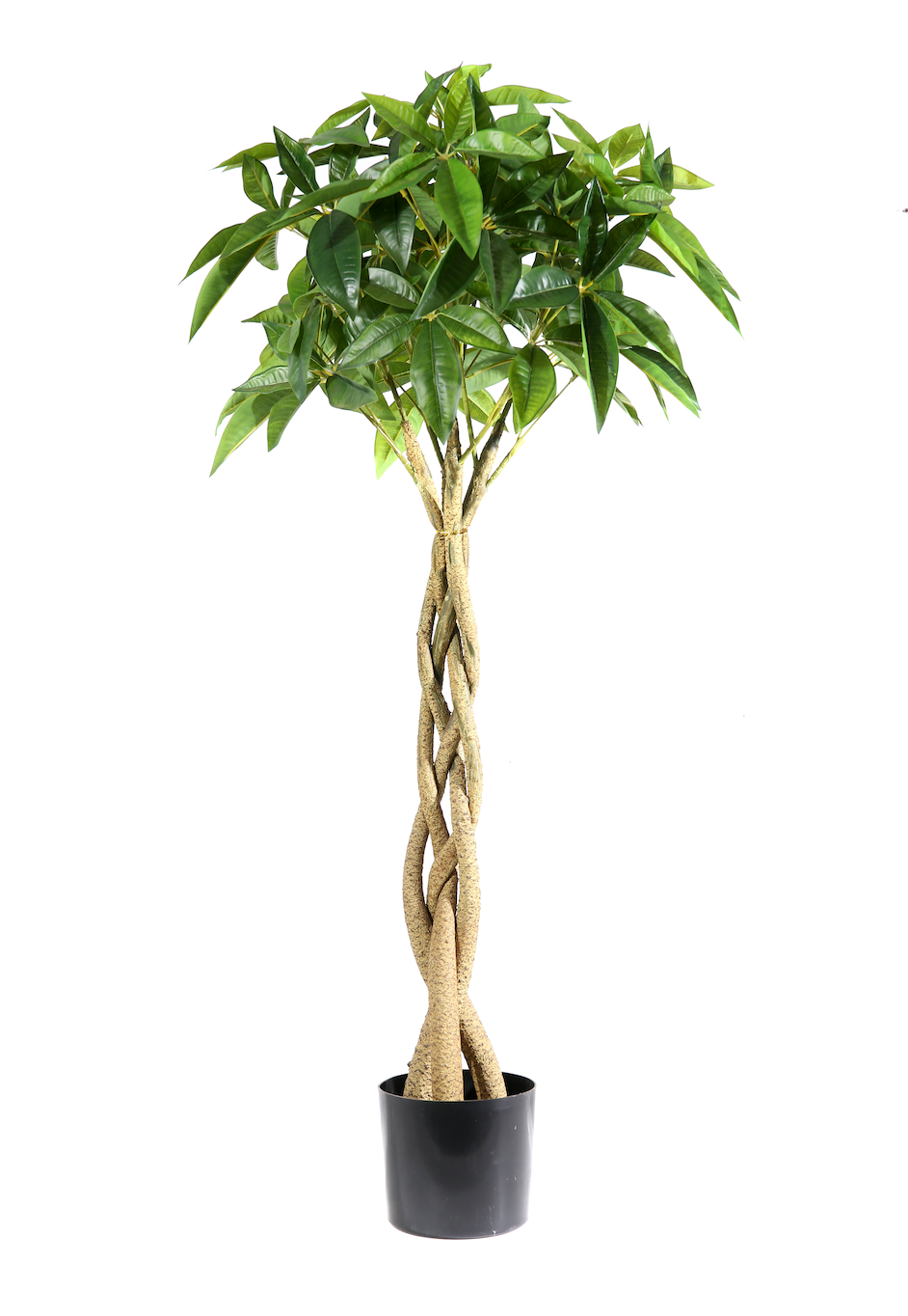 Pianta Pachira