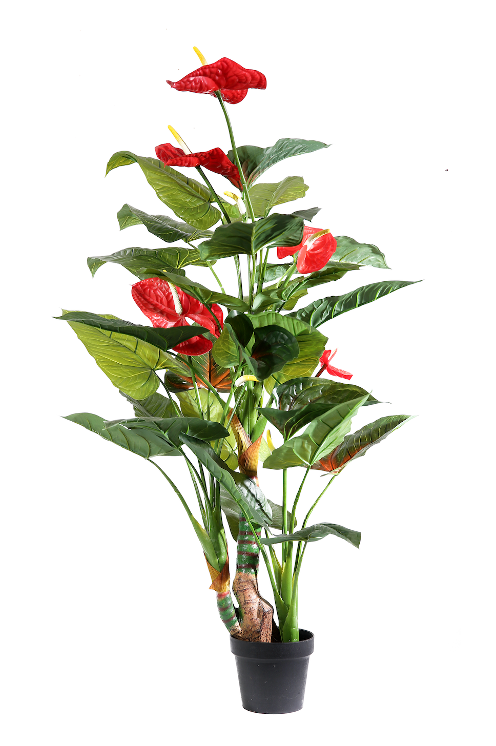 Pianta Anthurium