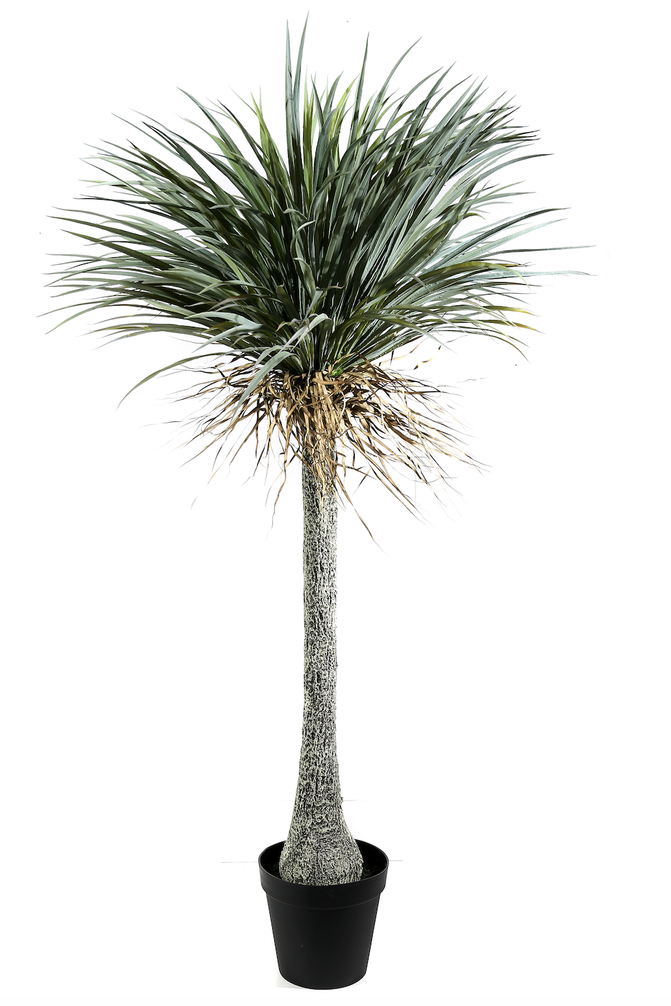 Pianta Yucca