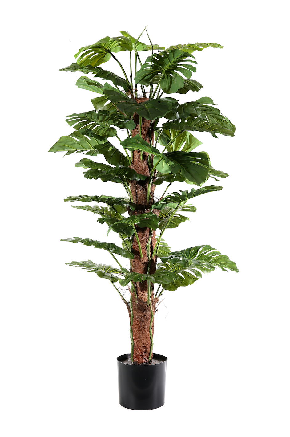 Pianta Philodendron