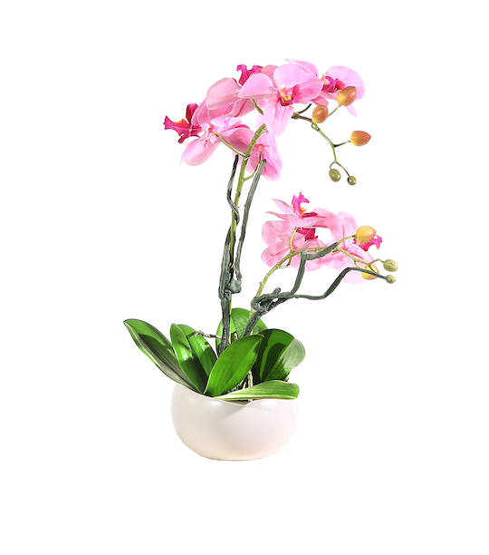 Pianta Phalaenopsis in vaso