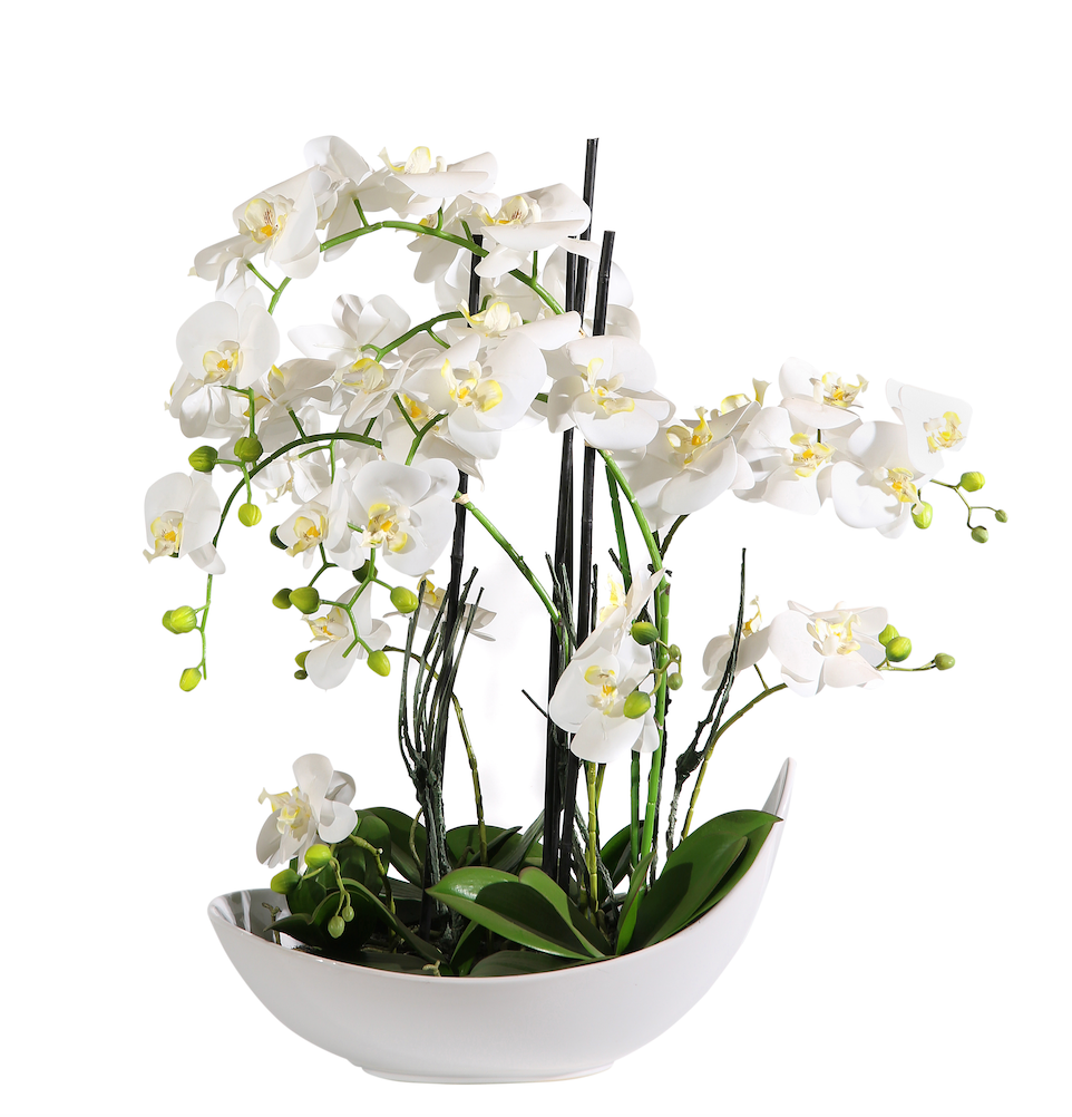 Pianta Phalaenopsis in vaso