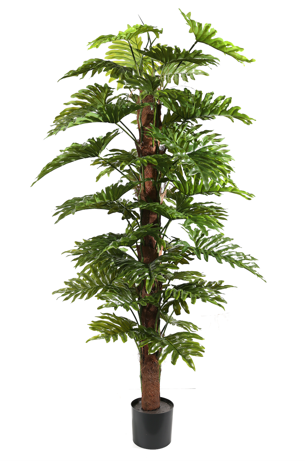 Pianta Philodendron