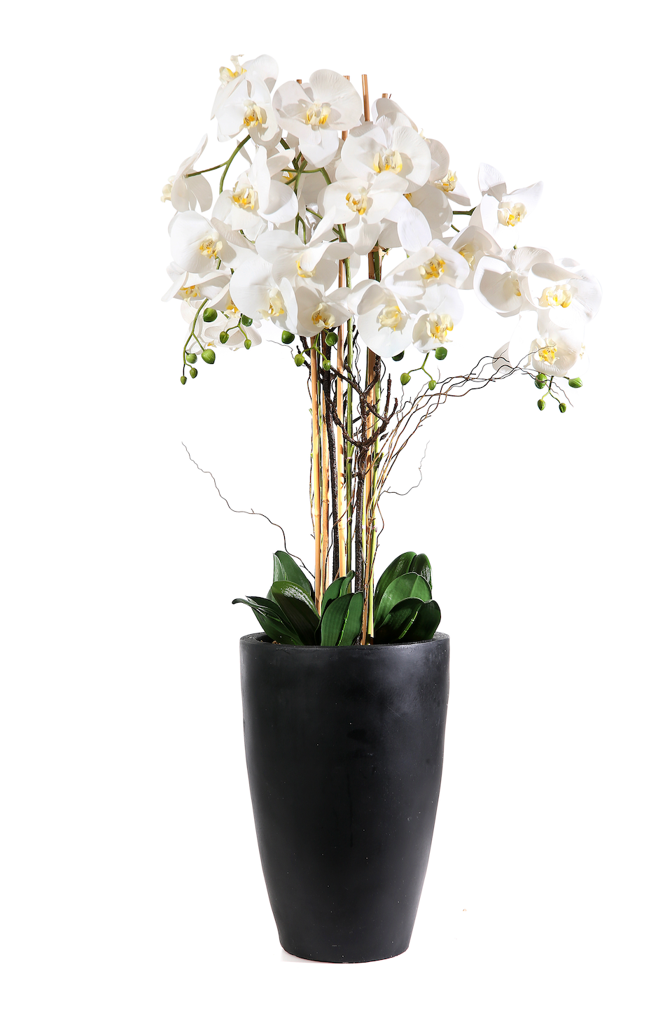 Pianta Phalaenopsis in vaso