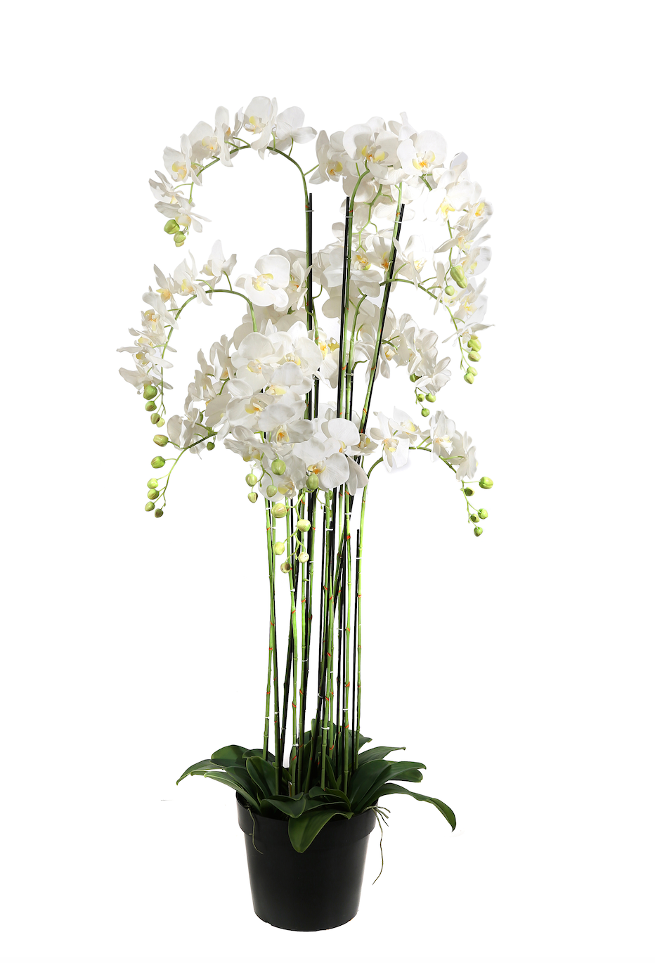 Pianta Phalaenopsis