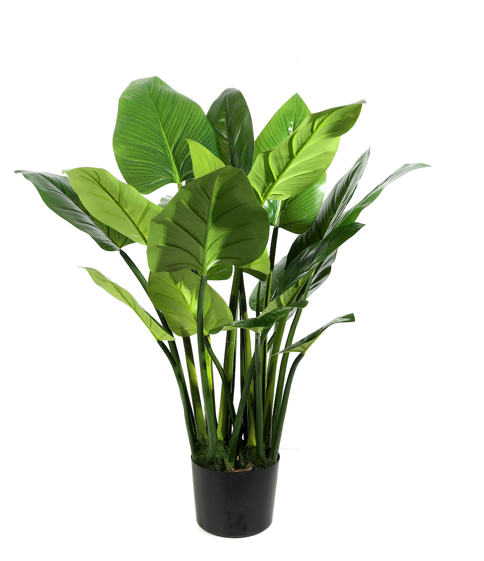 Pianta Philodendron