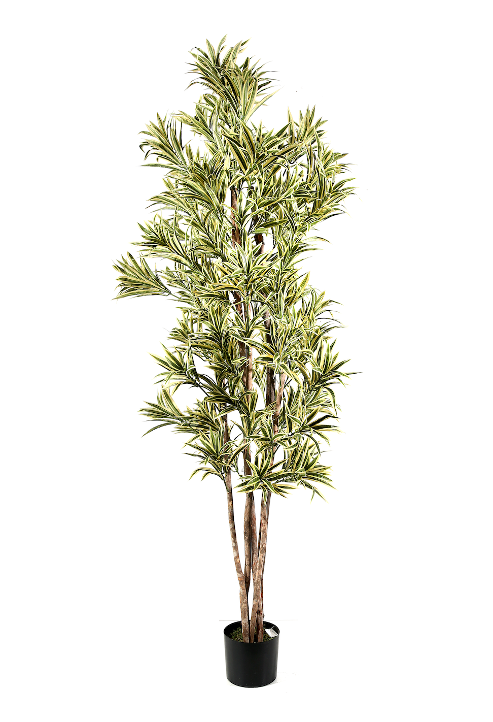 Pianta Dracena Reflex
