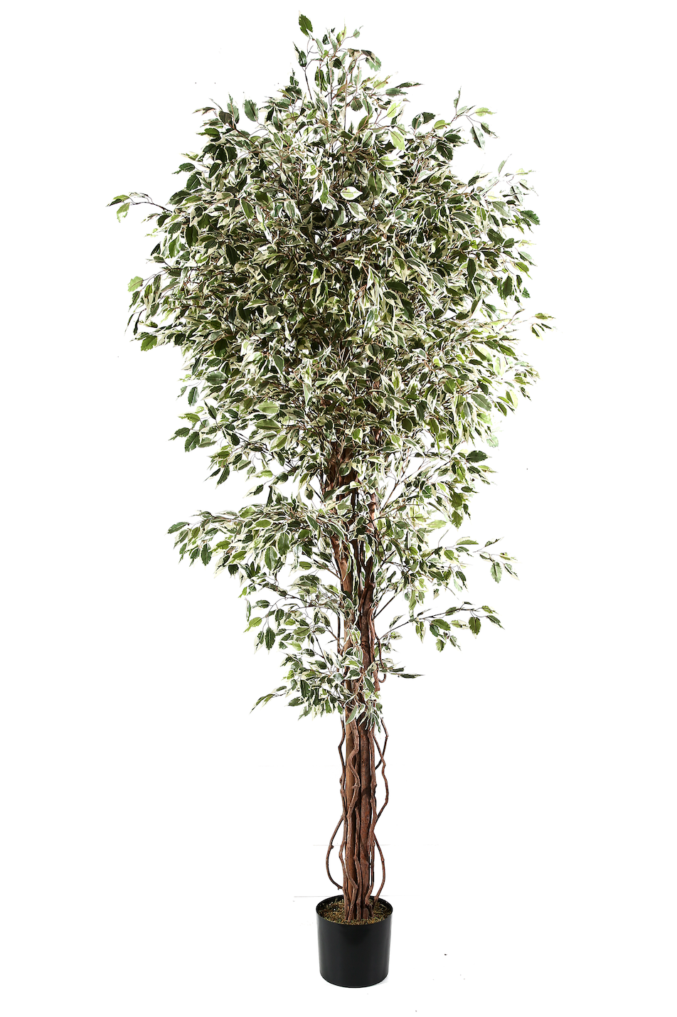 Ficus Benjamin Variegato