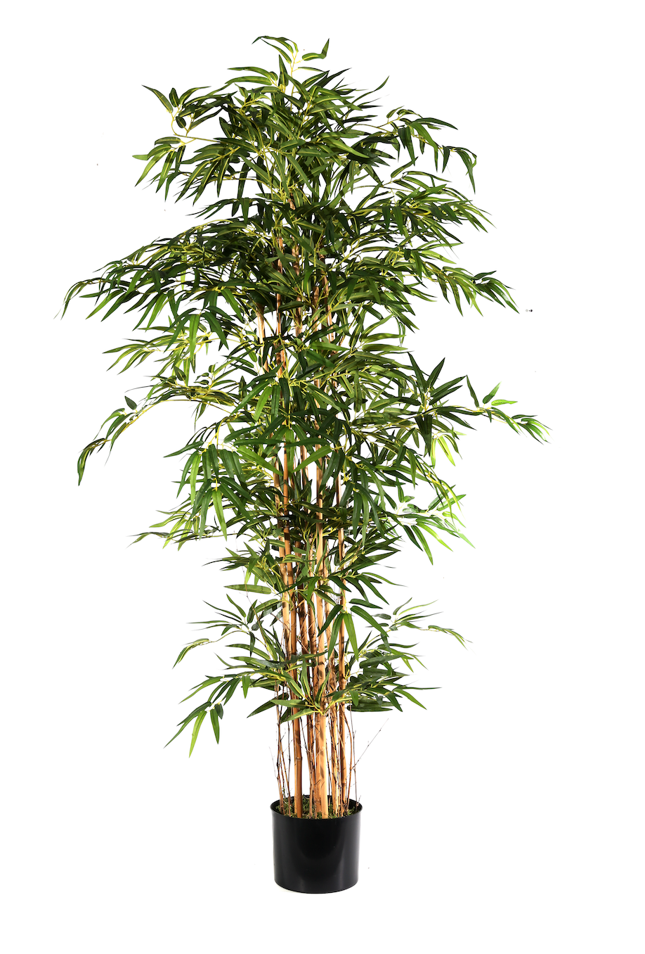 Pianta Bamboo Japanese