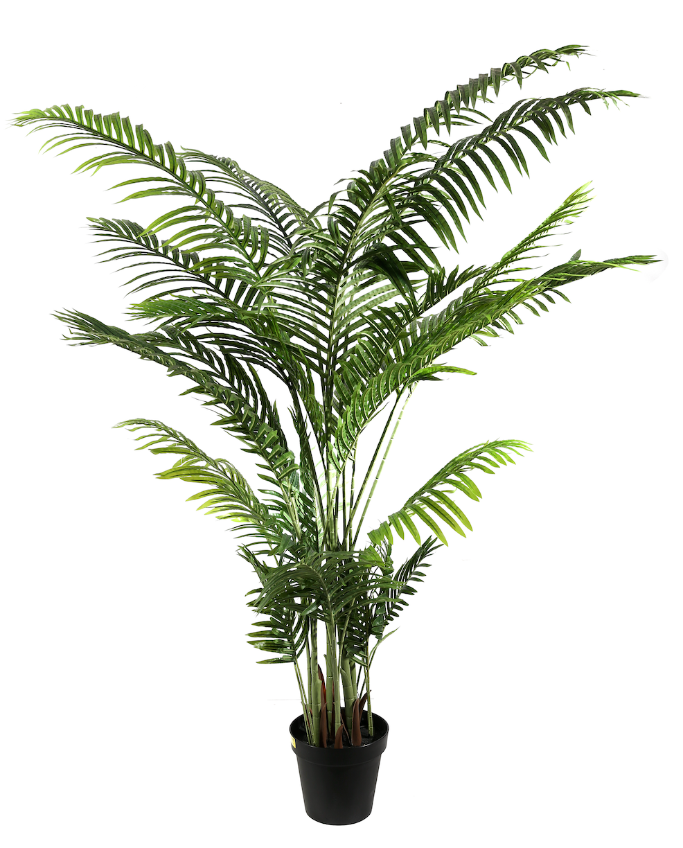 Pianta Areca