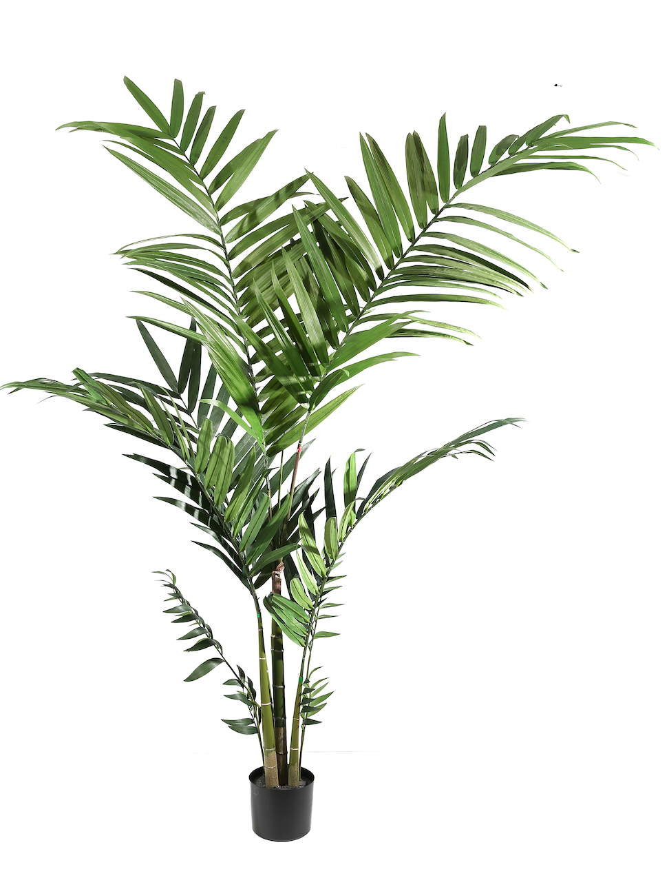 Pianta Kenzia