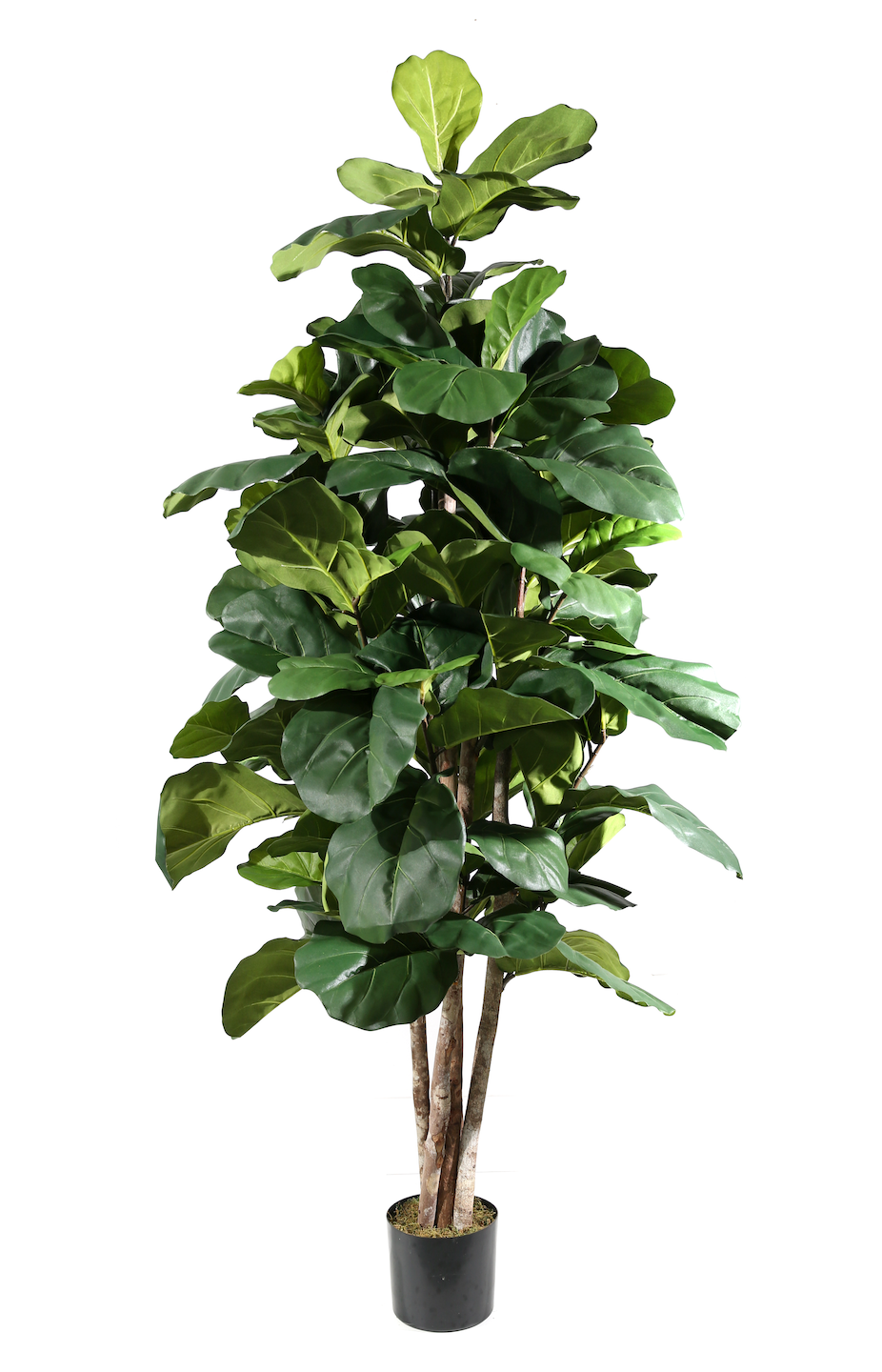 Pianta Ficus Lyrata
