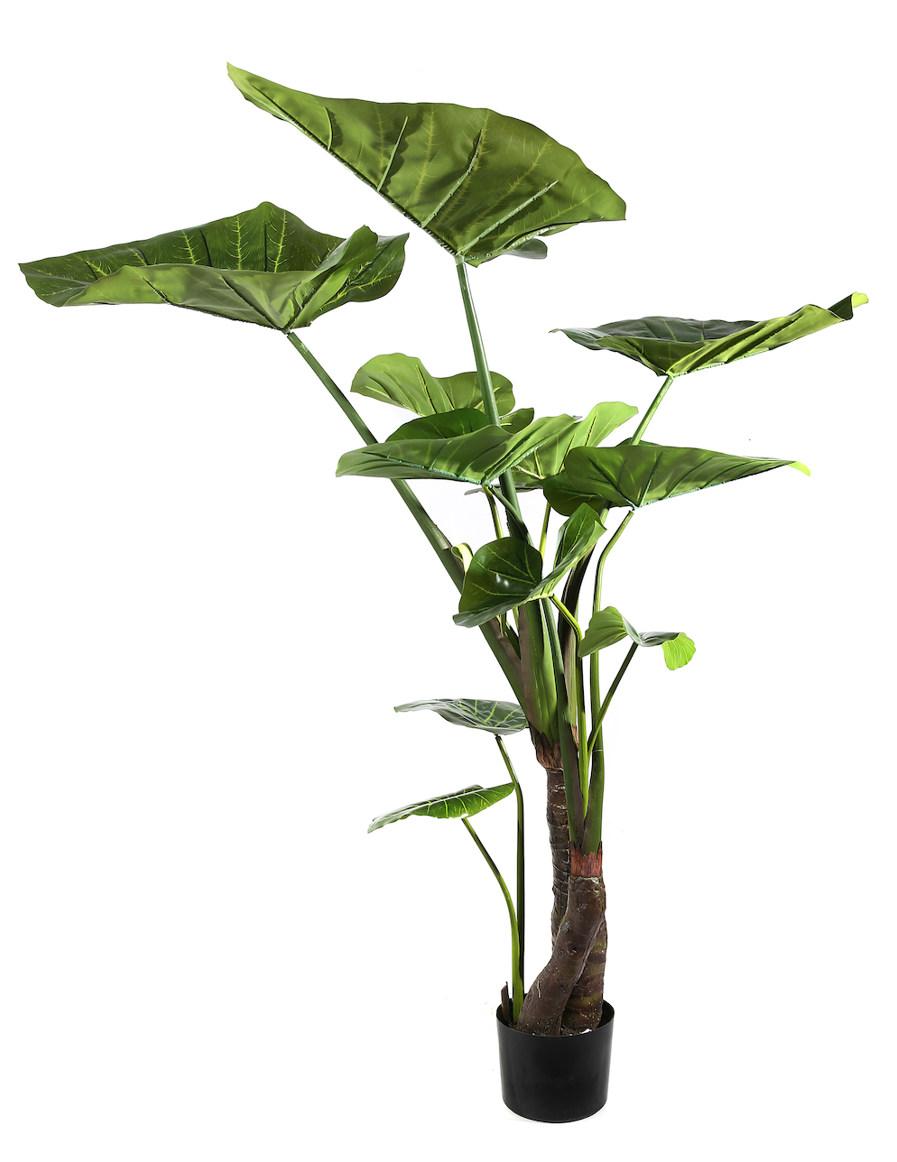Pianta Alocasia