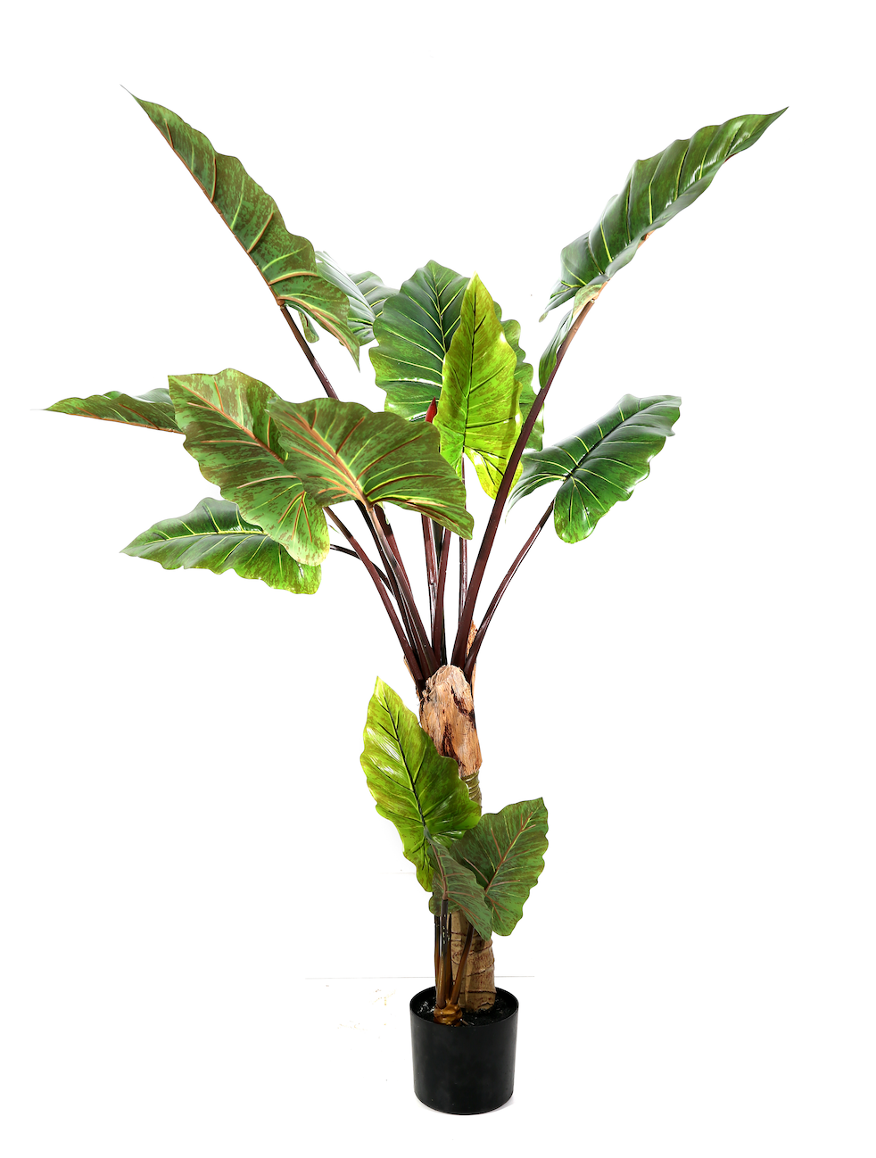 Pianta Alocasia