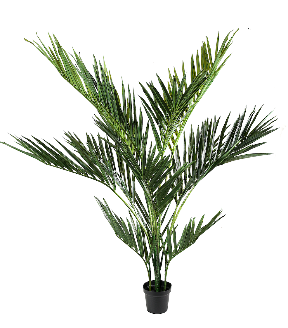 Pianta Areca
