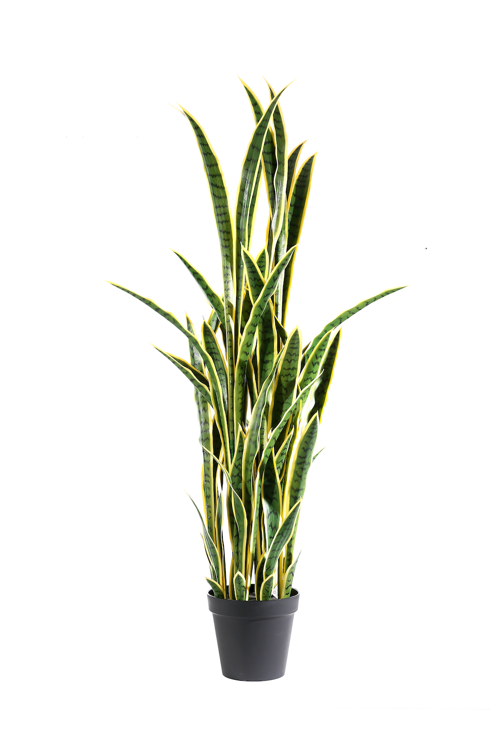 Pianta Sanseveria