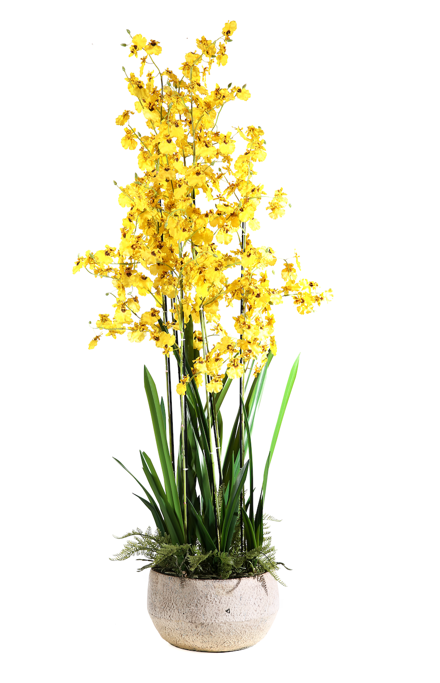 Pianta Oncidium in vaso