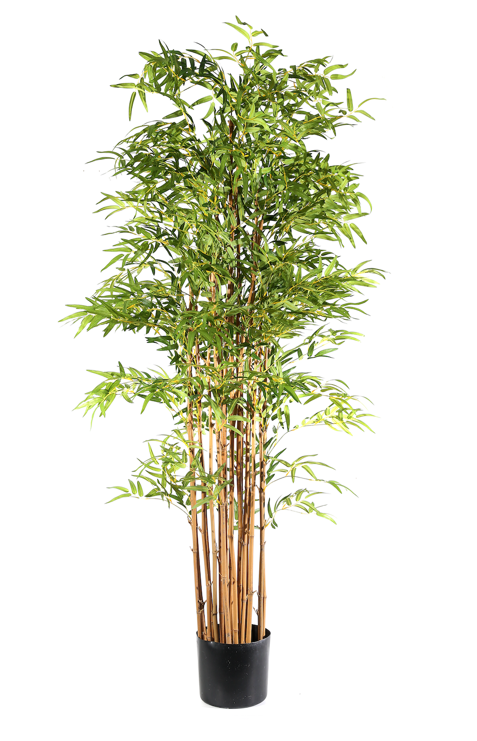 Pianta Bamboo Japanese