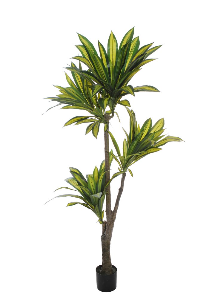DRACENA IN VASO cm 150