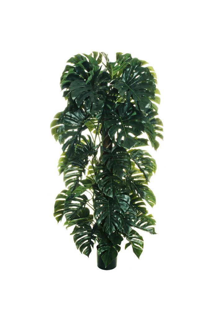 PHILODRENDRON MONSTERA cm 180